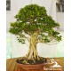 Kimeng (Ficus microcarpha)